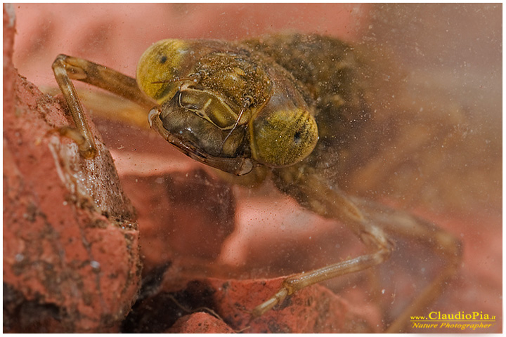 larva anisottero aeshna cyanea, val graveglia